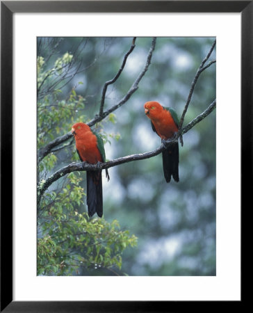 Male Australian King Parrots, Queensland, Australia by Howie Garber Pricing Limited Edition Print image