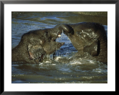 Indian Elephant, Elephas Maximus Young Playing In Water Chester Zoo, Uk by Mark Hamblin Pricing Limited Edition Print image