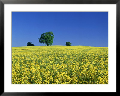 Trees On Horizon Of Field Of Rape, Sussex, Uk by Ian West Pricing Limited Edition Print image