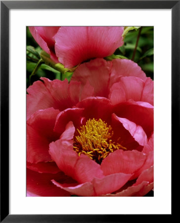 Paeonia Suffruticosa (Moutan) by Mark Bolton Pricing Limited Edition Print image