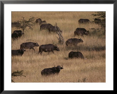 A Herd Of Cape Buffalo Grazes On A Savanna by Jodi Cobb Pricing Limited Edition Print image