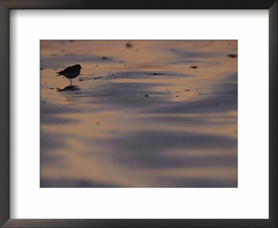 Sandpiper On Sandflats, Clayoquot Sound, Vancouver Island by Joel Sartore Pricing Limited Edition Print image