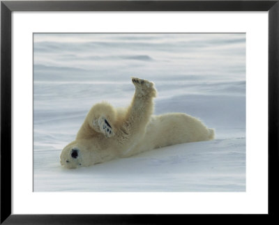 Polar Bear Rolling In The Snow by Norbert Rosing Pricing Limited Edition Print image