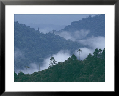 Cloud Forest, Central America by Steve Winter Pricing Limited Edition Print image