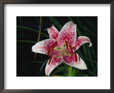 A Close View Of An Asian Lily by Nick Caloyianis Pricing Limited Edition Print image