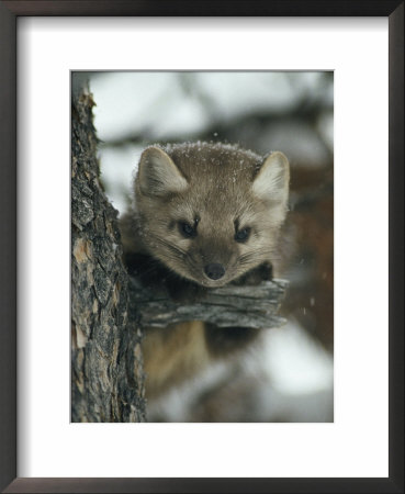 An American Marten In A Tree During A Light Snowfall by Michael S. Quinton Pricing Limited Edition Print image