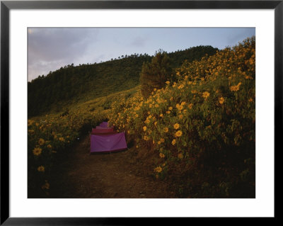 A Row Of Tents Line A Path Through A Field Of Sunflowers by Jodi Cobb Pricing Limited Edition Print image