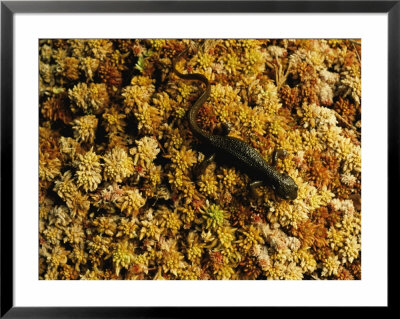 A Rough-Skinned Newt Crawls Across A Patch Of Bright Orange Moss by Joel Sartore Pricing Limited Edition Print image