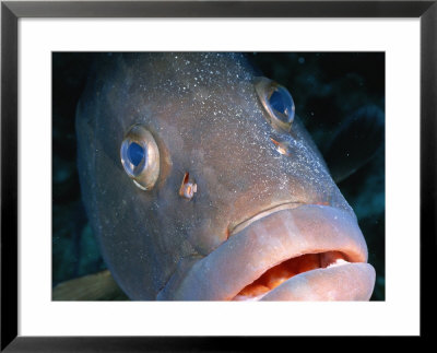 A Close-Up Of A Nassau Grouper Fish by Wolcott Henry Pricing Limited Edition Print image