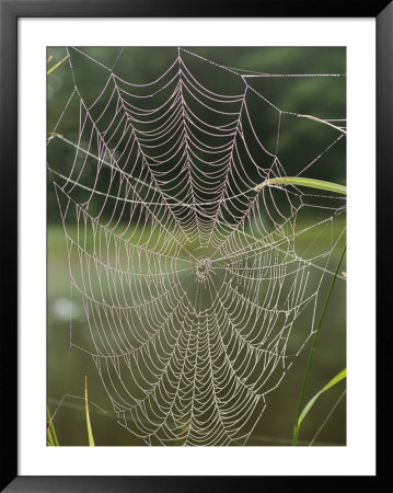 A Spiderweb Covered In Dew by Darlyne A. Murawski Pricing Limited Edition Print image