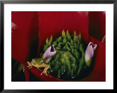 Tiny Frog Inside A Bromeliad by Paul Zahl Pricing Limited Edition Print image