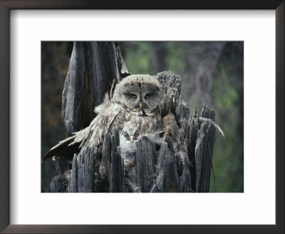 A Great Gray Owl And Owlet In Their Nest, A Rotting Tree Stump by Michael S. Quinton Pricing Limited Edition Print image
