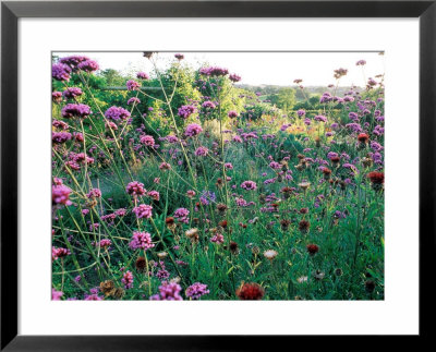 Verbena Bonariense Late Summer Sunshine, Holt Farm, Somerset by Mark Bolton Pricing Limited Edition Print image