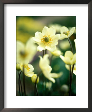 Anemone Multifida, Close Of Of Yellow Flower Heads by Pernilla Bergdahl Pricing Limited Edition Print image