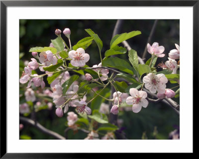 Crab Apple Blossom (Malus) Close-Up by Mark Bolton Pricing Limited Edition Print image