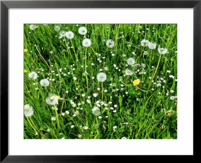 Dandelion, Seed & Flower Heads With Daisies In Long Meadow Grass, Forde Abbey by Mark Bolton Pricing Limited Edition Print image