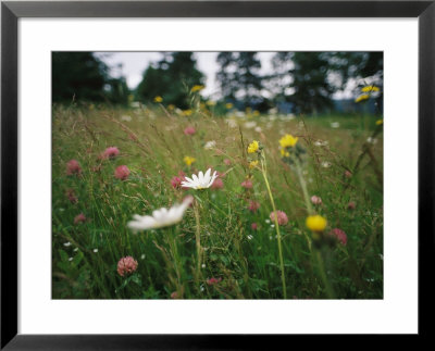 A Field Of Blooming Wildflowers Containing Clover, Daisies And Others by Heather Perry Pricing Limited Edition Print image
