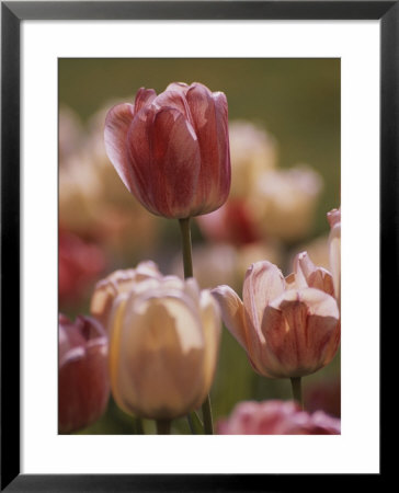 A Close View Of Tulips Growing In Whitnall Park, Milwaukee by Paul Damien Pricing Limited Edition Print image