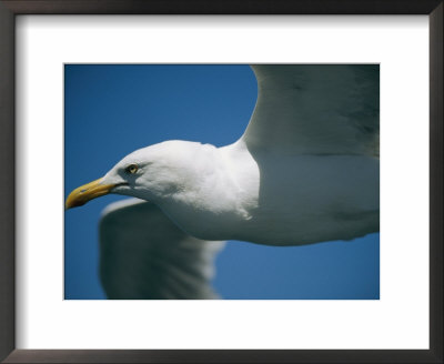 A Close-Up Of A Seagull In Flight by Todd Gipstein Pricing Limited Edition Print image