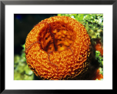 A Brittle Star Crawls Out From A Strawberry Vase Sponge by Heather Perry Pricing Limited Edition Print image