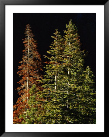 Trees Against A Black Background by Raymond Gehman Pricing Limited Edition Print image