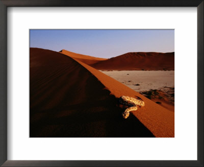 Snake On A Sand Dune by Chris Johns Pricing Limited Edition Print image