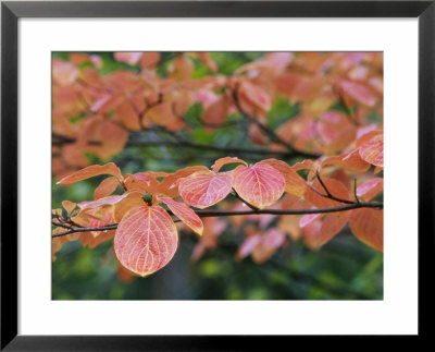 Close View Of Pacific Dogwood Tree Leaves In The Fall by Marc Moritsch Pricing Limited Edition Print image