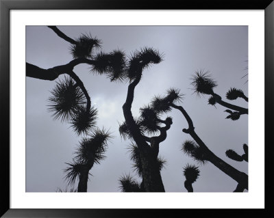 Branches Of A Joshua Tree, Mojave Desert, Southern California by Sam Abell Pricing Limited Edition Print image