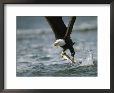 American Bald Eagle In Flight Over Water With A Fish In Its Talons by Klaus Nigge Pricing Limited Edition Print image