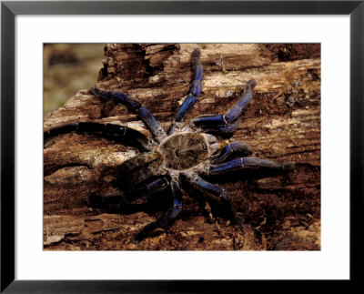 Cobalt Blue Tarantula by Claudia Adams Pricing Limited Edition Print image