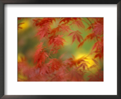 Fall-Colored Maple Leaves by Stuart Westmoreland Pricing Limited Edition Print image
