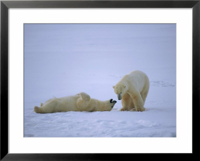 A Polar Bear Lies Down For A Rest While His Companion Walks Over by Paul Nicklen Pricing Limited Edition Print image
