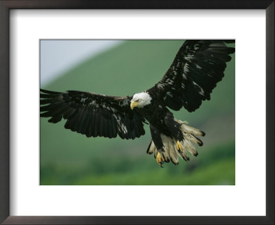 An American Bald Eagle Stares Intently Down At Its Prey Below by Klaus Nigge Pricing Limited Edition Print image