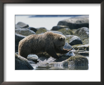 A Brown Bear Sow On A Rocky Shore by Tom Murphy Pricing Limited Edition Print image