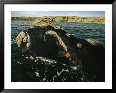 A Right Whale Surfacing For Air Offshore by Bill Curtsinger Pricing Limited Edition Print image