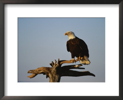 American Bald Eagle Perches On A Dead Tree Branch by Paul Nicklen Pricing Limited Edition Print image