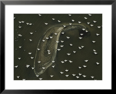 White Pelicans In Migration Flight Over A Barrier Island Fringing A Louisiana Salt Marsh by Joel Sartore Pricing Limited Edition Print image