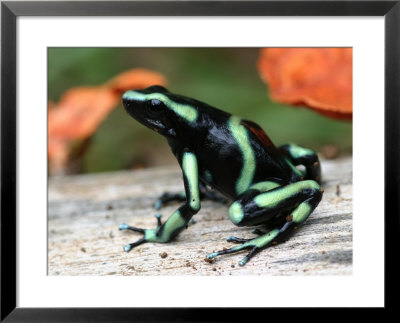 Green And Black Poison Dart Frog (Dendrobates Auratus) In Profile by Roy Toft Pricing Limited Edition Print image