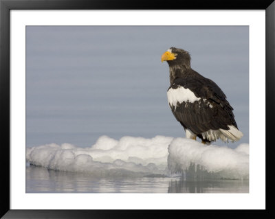 Stellers Sea Eagle (Haliaeetus Pelagicus) Sits On Floating Pack Ice by Roy Toft Pricing Limited Edition Print image