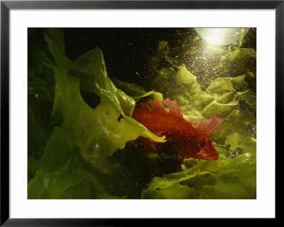 A Strawberry Poison Frog by George Grall Pricing Limited Edition Print image