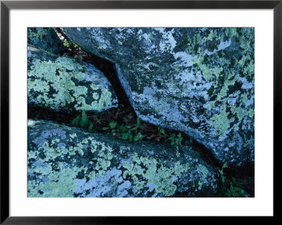 Greenstone Rock Covered With Lichens On Thunder Ridge by Raymond Gehman Pricing Limited Edition Print image