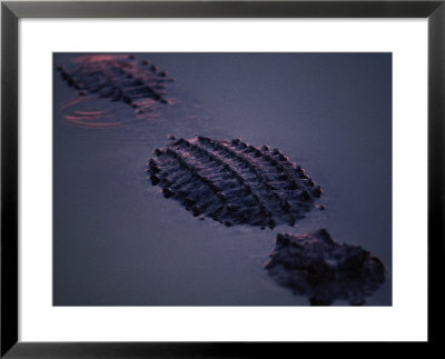 A Submerged American Alligator by Raymond Gehman Pricing Limited Edition Print image