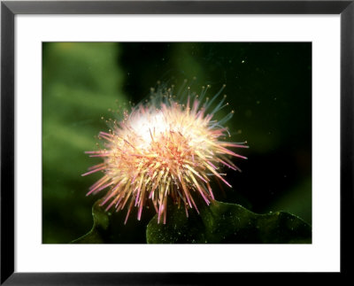 Green Urchin, Spawning, Loch Carron, Scotland by Sue Scott Pricing Limited Edition Print image