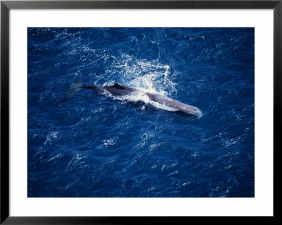 Sperm Whale At Surface, New Zealand by Gerard Soury Pricing Limited Edition Print image