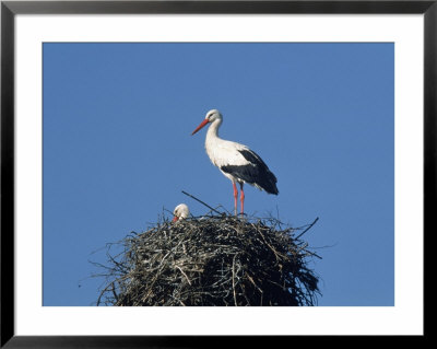 White Storks, Ciconia Ciconia On A Nest by Walter Geiersperger Pricing Limited Edition Print image