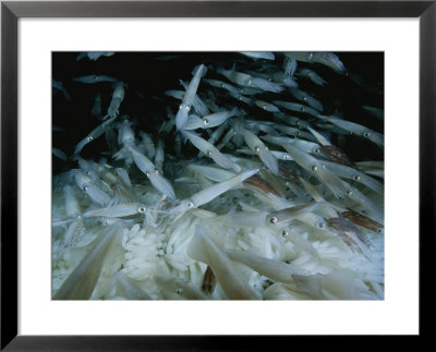 Opalescant Inshore Squid Lay More Than 50,000 Eggs At A Time by Brian J. Skerry Pricing Limited Edition Print image