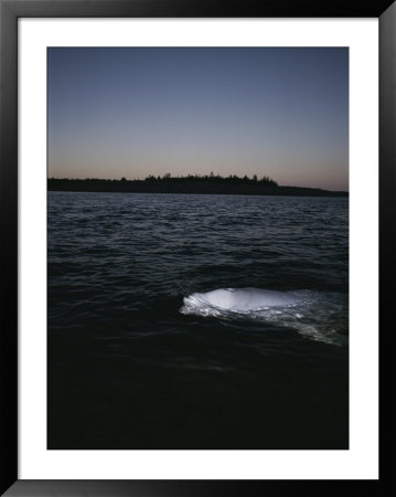 A Beluga Whale Swimming Along The Waters Surface by Brian J. Skerry Pricing Limited Edition Print image