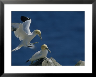 A Pair Of Northern Gannets On Cliffs Above The Atlantic Ocean by Norbert Rosing Pricing Limited Edition Print image