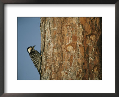 Red Cockaded Woodpecker On A Tree Trunk by Raymond Gehman Pricing Limited Edition Print image