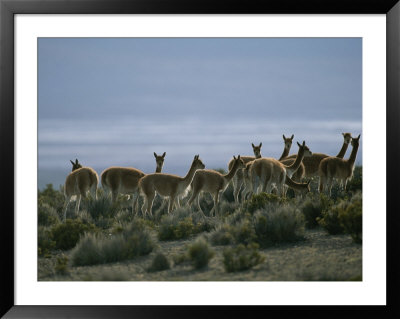 Vicunas Search For Food In The Highlands Of The Atacama Desert by Joel Sartore Pricing Limited Edition Print image